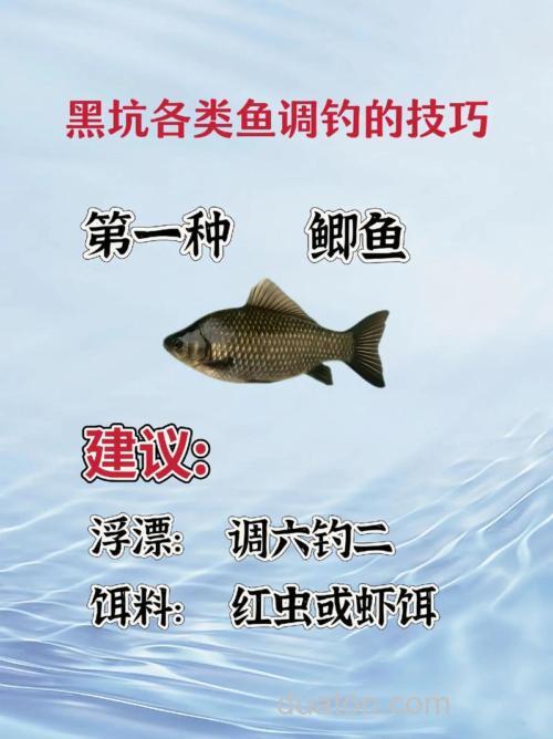 黑坑夜钓草鱼最佳方法?