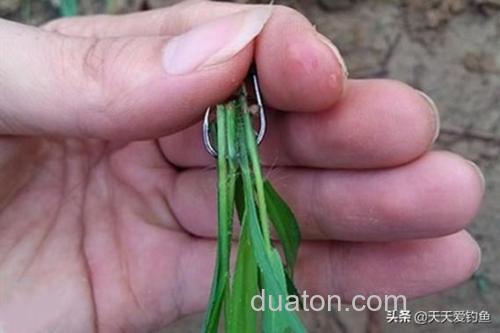 串钩怎么钓草鱼青鱼？