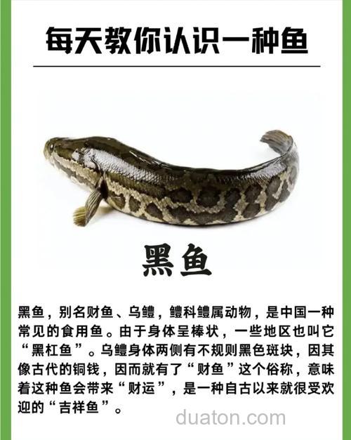 带你认识这6条鱼:黑鱼、鲫鱼、鲶鱼、花鳅、泥鳅、棒花鱼