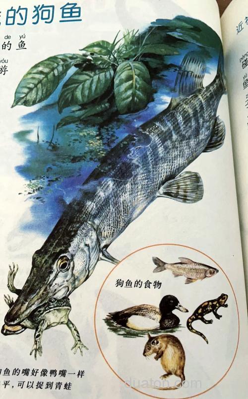 探秘狗鱼:神秘名字背后的独特鱼类