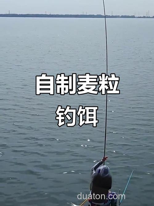 怎样用麦粒做鲫鱼钓饵？