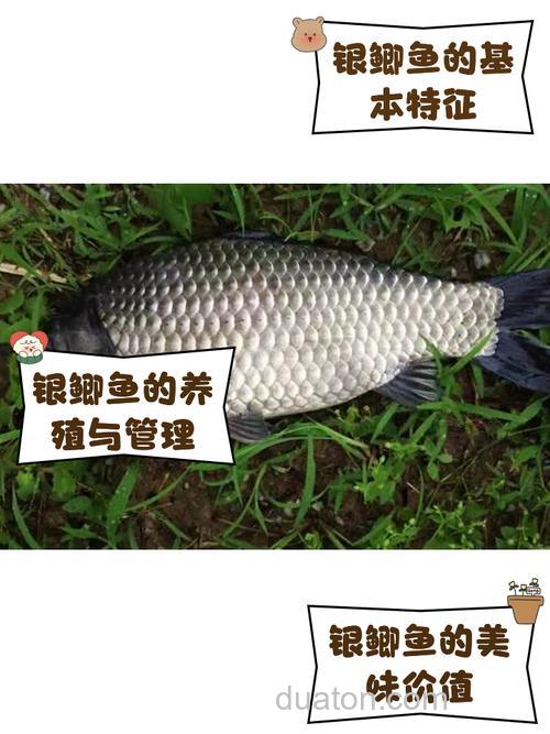 银鲫鱼怎么钓?