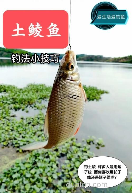 土鲮的垂钓技巧