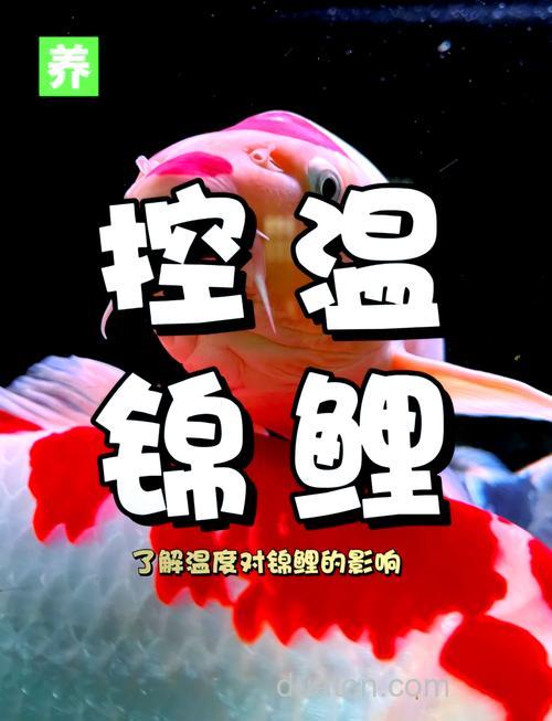 适合养鲤鱼的水温?