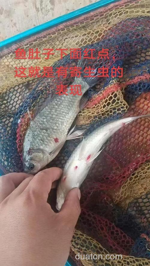 鲫鱼绦虫怎么处理?