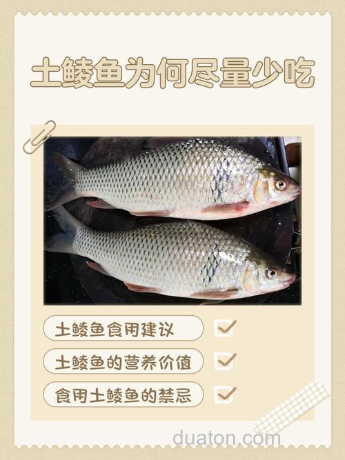 鲮鱼吃不吃玉米?