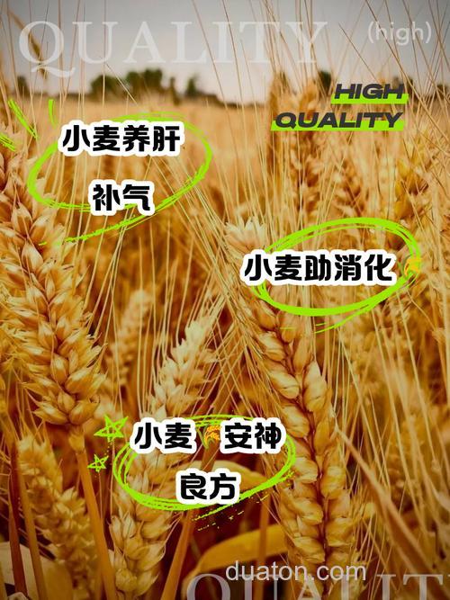 嫩麦子真有奇效?
