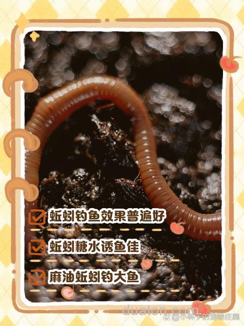 蚯蚓蘸什么上鱼最快?