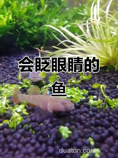 鱼会眨眼睛吗?鱼会眨眼睛是成精了吗?