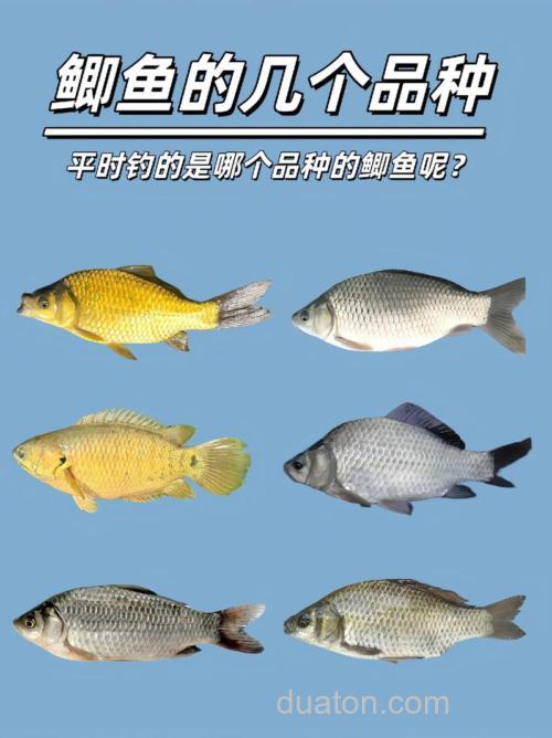 鲫鱼都有哪些种类？