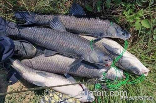 丸九鲤鱼旗能钓青鱼吗？