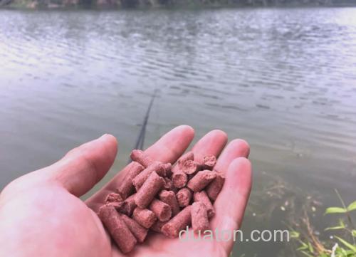 鲤鱼用什么打窝最好钓