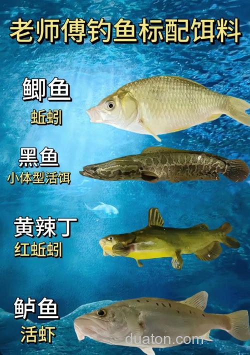 什么鱼晚上吃饵?