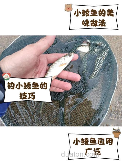 老钓手的这些垂钓鳊鱼的小经验,钓友们不妨多了解一下