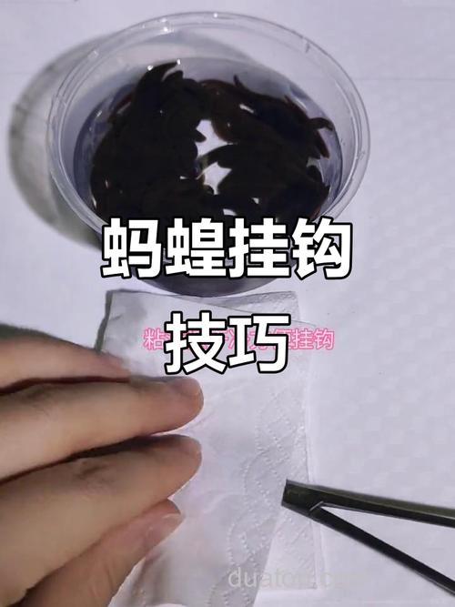 怎样让鳊鱼快速上钩?让鳊鱼快速上钩的方法?