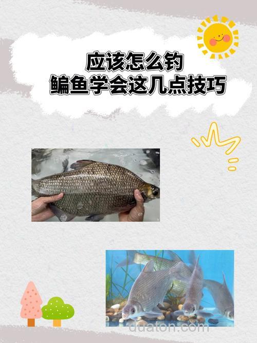 夏季水库钓鳊鱼的4点技巧?