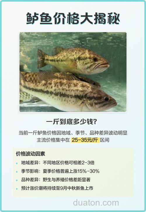 鲈鲤鱼价格大揭秘:多少钱一斤?