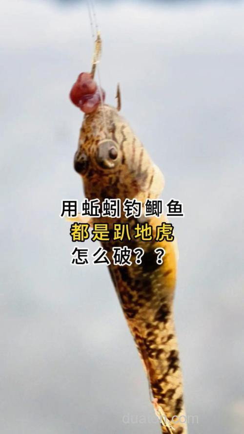 窝子里全是趴地虎怎么办?