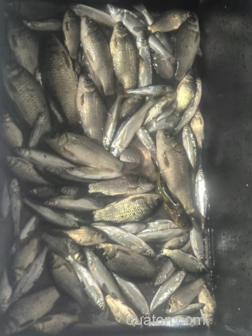 别错过!开春野钓要把握的3个黄金时间段,鱼获满满到爆护