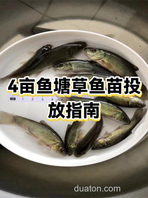 4亩的鱼塘,水浅30公分左右,怎样钓大草鱼?