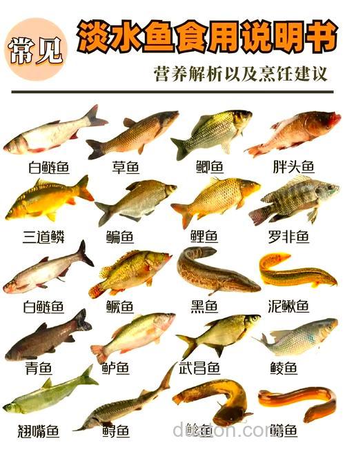 大鱼一般在深水还是浅水?