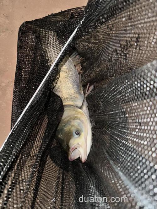 鲢鳙不是底栖鱼,冬钓鲢鳙钓浮好