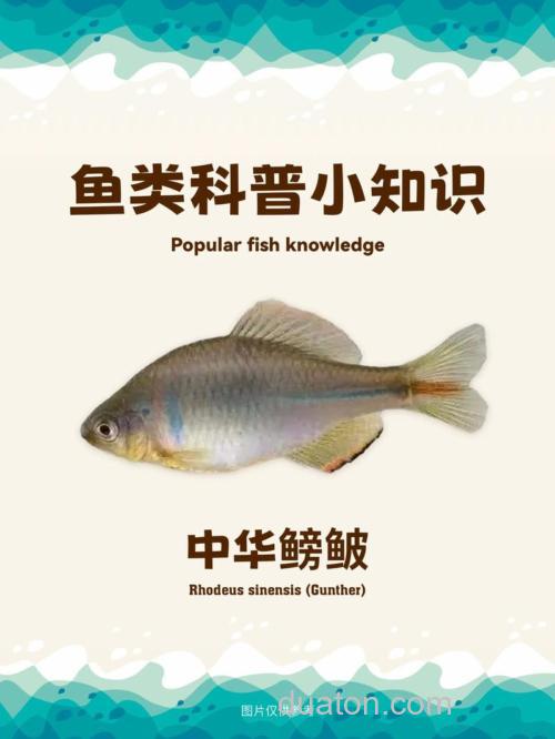 鳑鲏怎么读?鳑鲏鱼可以吃吗?