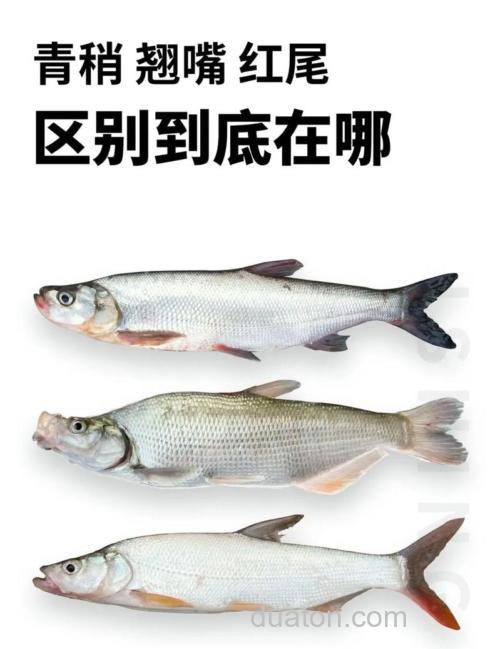 青稍和翘嘴是一种鱼吗？