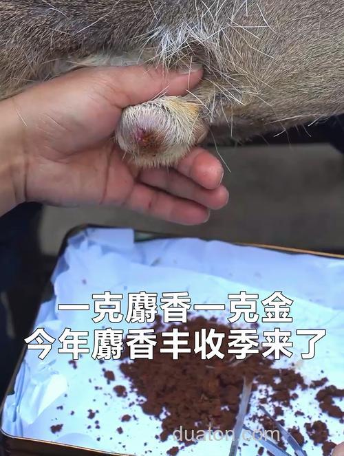 麝香是什么动物身上的哪个部位?