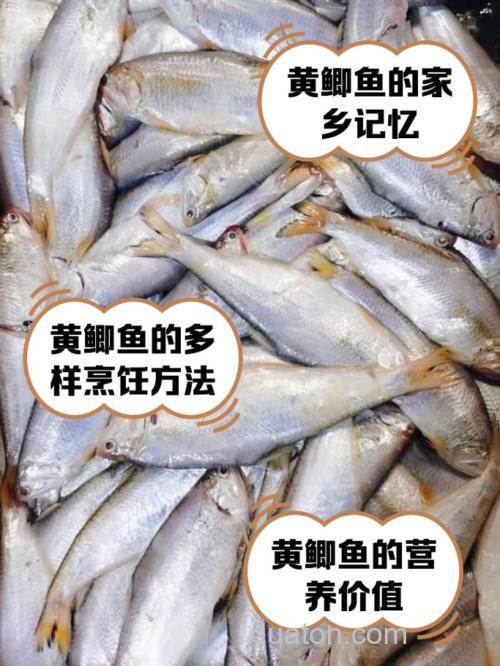 黄鲫鱼是什么鱼？