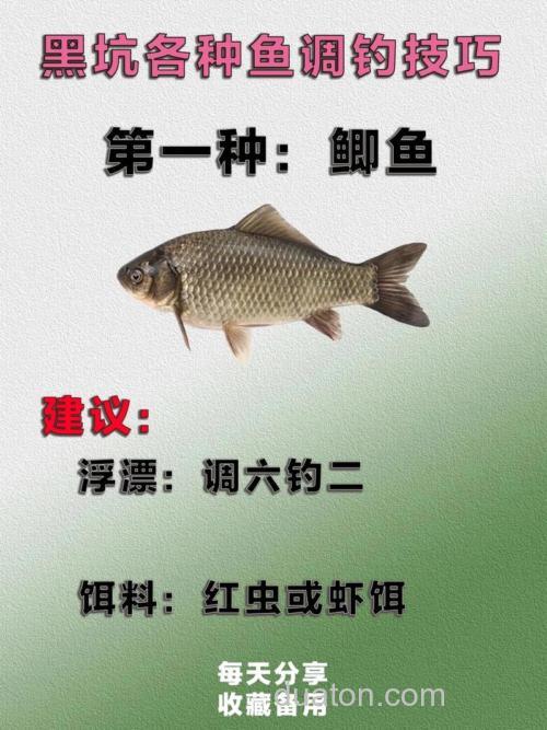 鲫鱼、草鱼、鲮鱼、黑鱼、鲶鱼的钓法解析