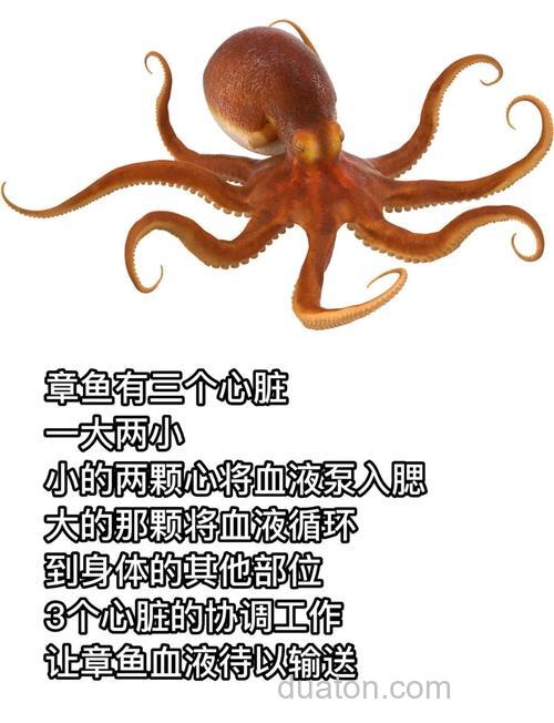 八爪鱼几个眼睛？八爪鱼眼睛可以吃吗？