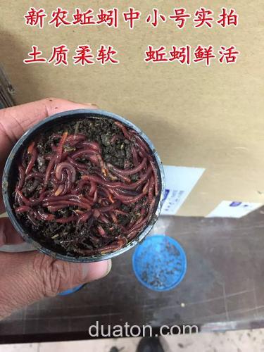 活蚯蚓泥和商品饵料可以钓鱼吗?