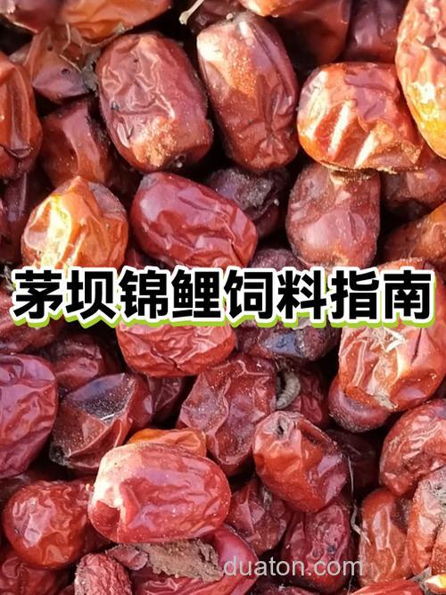 如何自制锦鲤饲料?