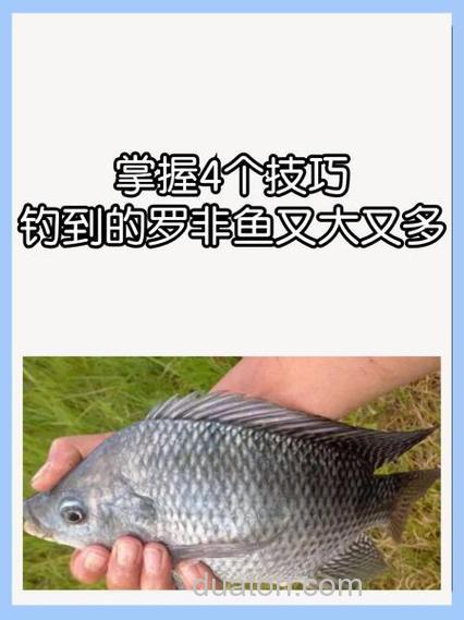 野钓一直偷偷用这3招钓罗非