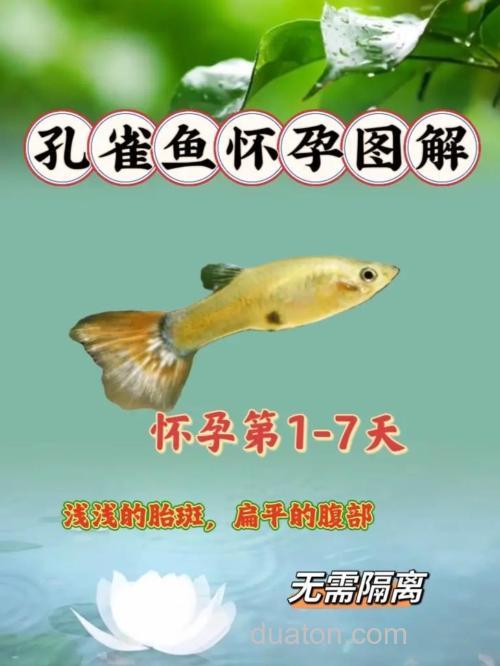 孔雀鱼多久繁殖一次?孔雀鱼怀孕多长时间生小鱼?