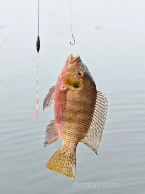 夏天钓罗非的这些钓鱼技巧