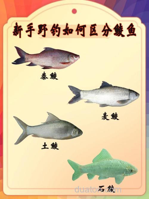 鲮鱼钓深水还是浅水?