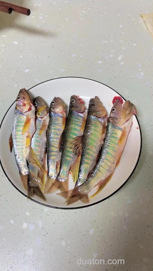马口鱼是什么鱼?马口鱼怎么做好吃?