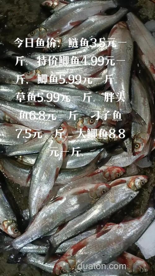 海鲢鱼好吃吗?海鲢鱼多少钱一斤?