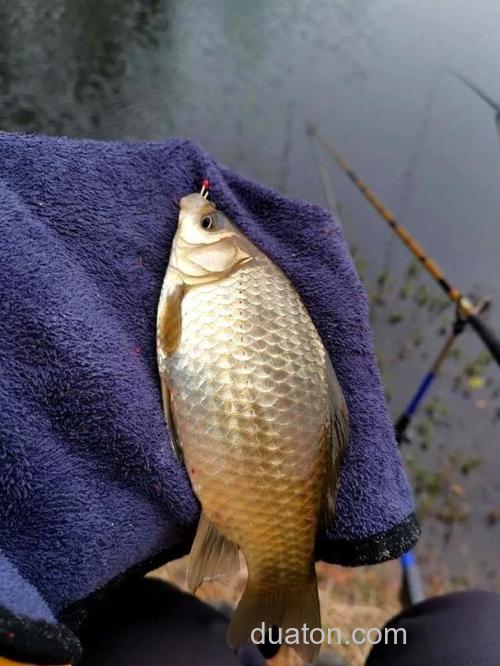 猪油渣能钓鱼吗?