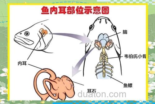鱼耳朵长在哪里?它是怎么感知环境的?