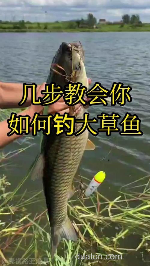 千岛湖如何钓草鱼?