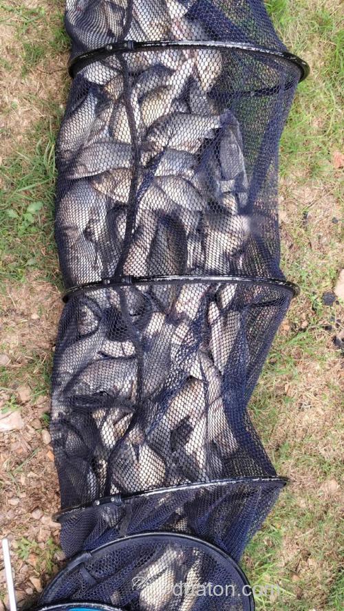夏钓鳊鱼,稍作准备即可爆护