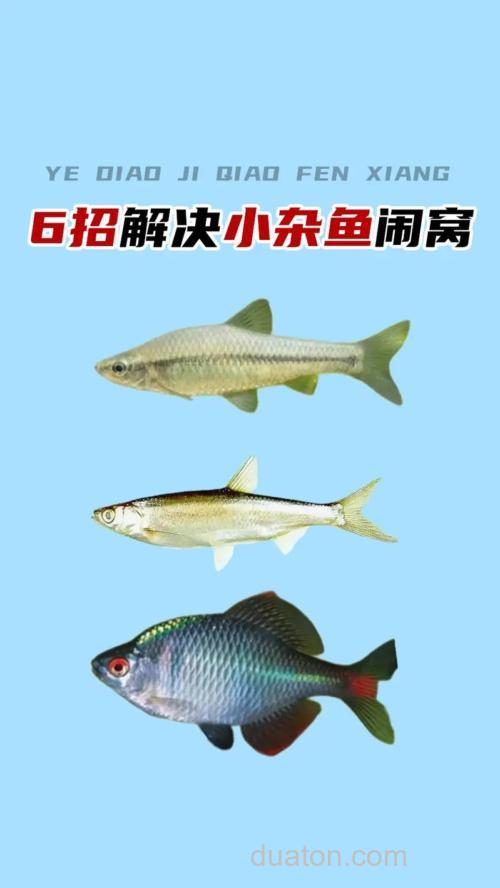 杂鱼闹窝的最有效的方法是什么?
