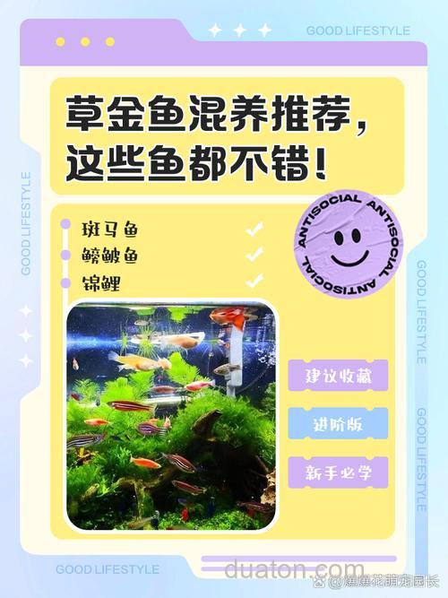 鱼塘四大混养鱼最佳搭配？