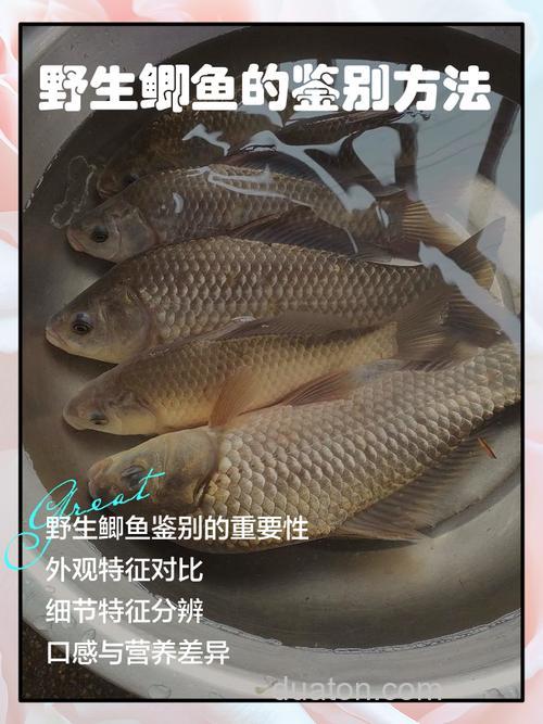 教你如何寻觅鲫鱼的藏身之处