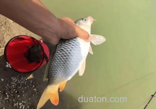 钓鲤鱼拿甚么好钓