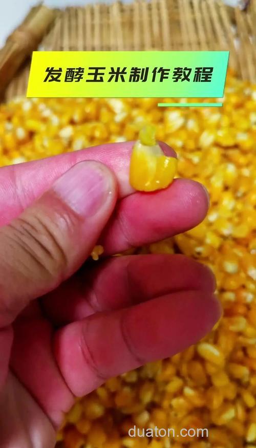 草鱼饲料玉米杆制作方法?