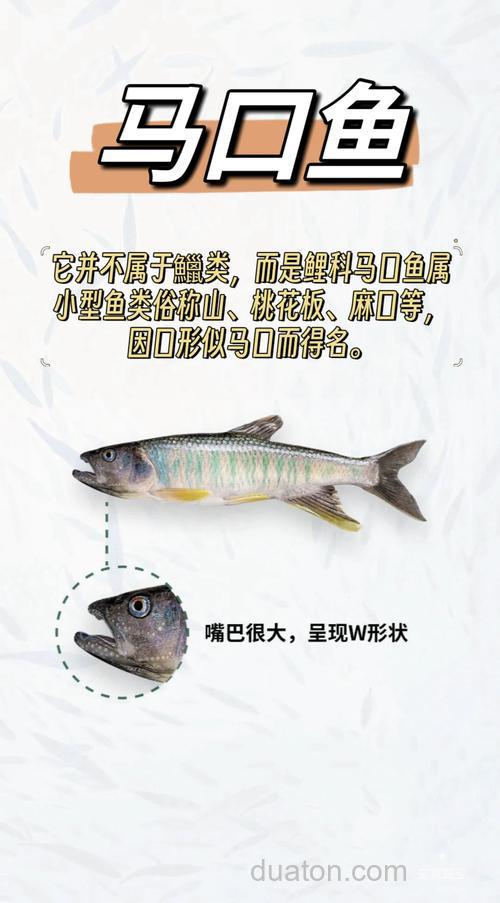 马口鱼:冷水鱼属性与生长极限大揭秘